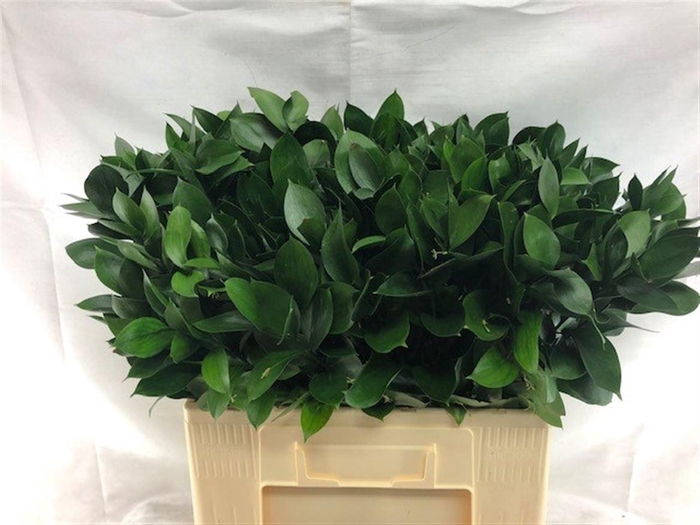 <h4>Ruscus Grof 60 cm</h4>