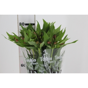 ALSTROEMERIA MILOS 080 CM