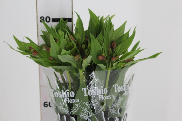 <h4>ALSTROEMERIA MILOS 080 CM</h4>