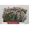 Kaaps Groen Silver Brunia