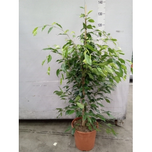 Ficus benja. 'Exotica'