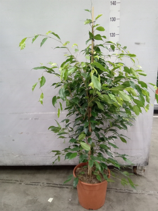<h4>Ficus benja. 'Exotica'</h4>