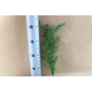 Japan Deco Asp Sprengerii Fr Green 2 Pcs