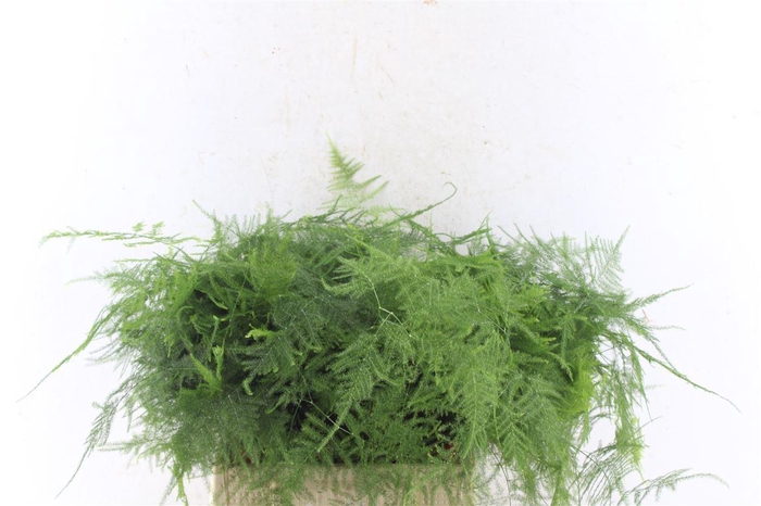 <h4>Asparagus Set 1e Veren</h4>