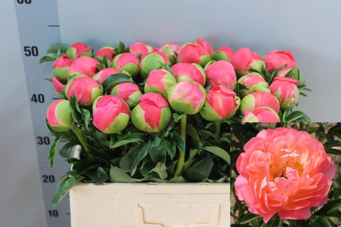 <h4>PAEO CORAL SUNSET</h4>