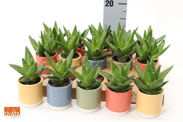 Aloe Perfoliata (Cites) 7Ø 11cm