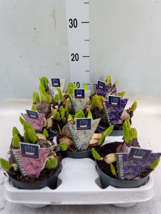 <h4>Hyacinthus orie. 'Multifl' ..mix 4</h4>