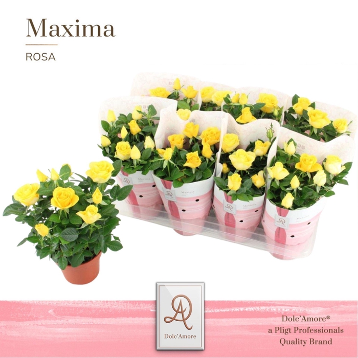 <h4>Rosa Love Forever Yellow</h4>