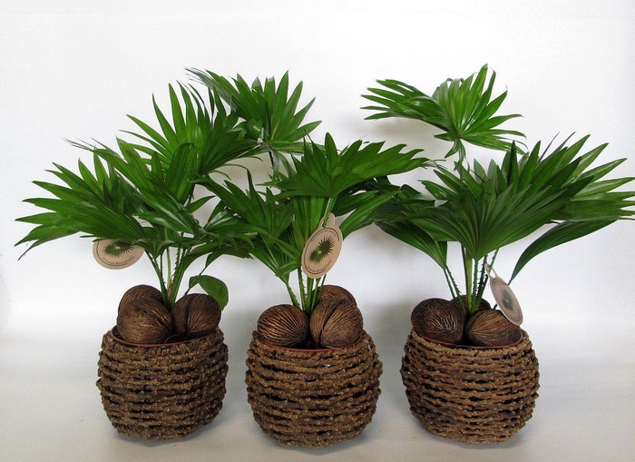 <h4>Livistona in gevlochten caryota pot</h4>