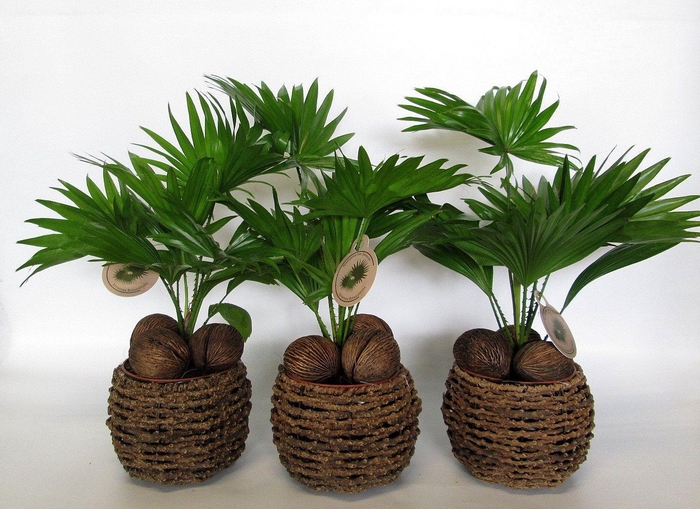 <h4>Livistona in gevlochten caryota pot</h4>