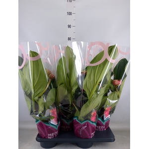 Medinilla magn. 'Flamenco'