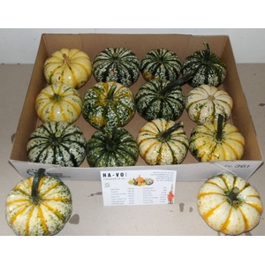 CUCURBITA P-KE MON X12