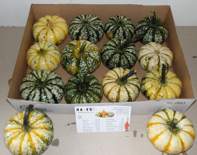 <h4>CUCURBITA P-KE MON X12</h4>