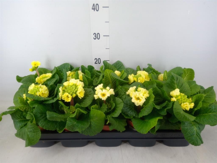 <h4>Primula elat. 'Sibel Lime'</h4>
