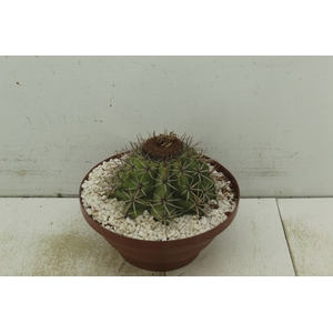 CACTUS COROA DE FRADE C25