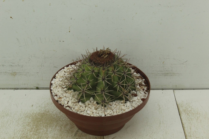 CACTUS COROA DE FRADE C25