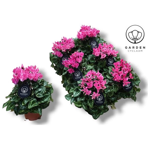 <h4>Cyclamen GARDEN LICHT ROZE</h4>