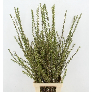 PRUNUS GLAND VERTAKT