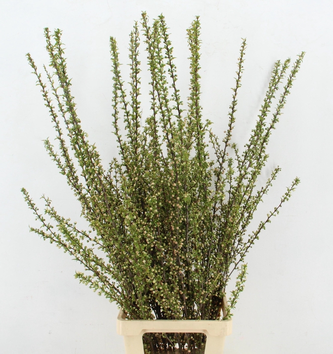 <h4>PRUNUS GLANDULOSA ALBA VERTAKT 120CM</h4>