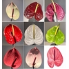 Anthurium Mix