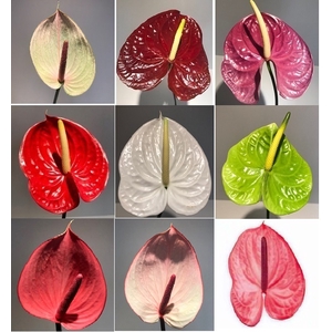 Anthurium Mix Medium