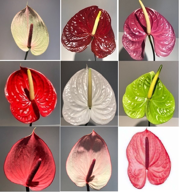 Anthurium Mix Medium