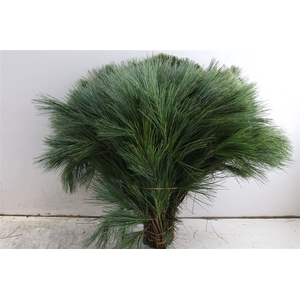 Pinus Strobus Keefer 50cm