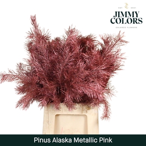 Pinus Alaska Colored METALLIC PINK