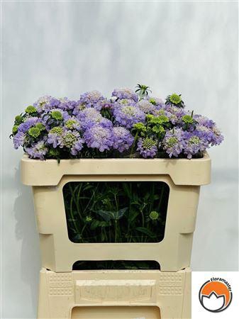 <h4>SCAB AT LAVENDER SCOOP</h4>