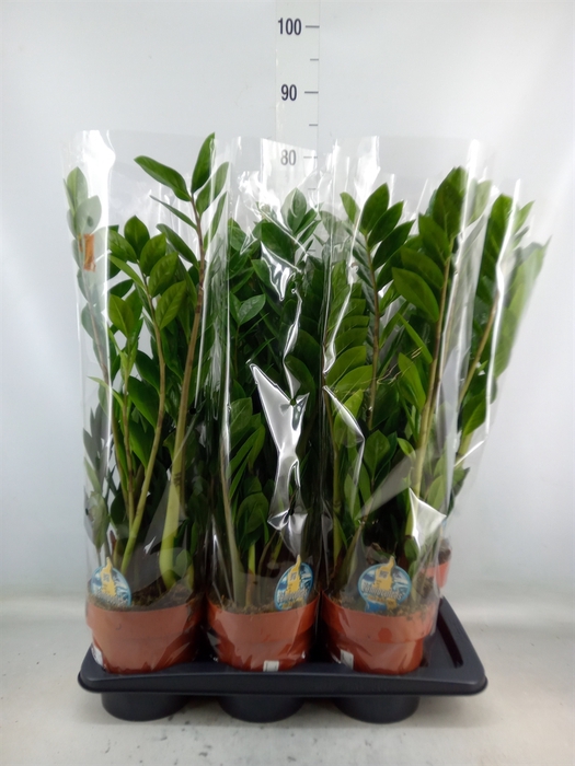 <h4>Zamioculcas zamiifolia</h4>