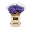 Ageratum 60 New Olij Exclusive