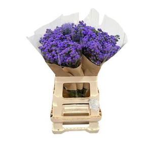 Ager H Jj Violet Blu
