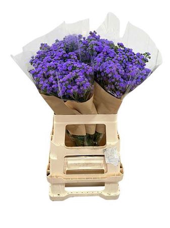 <h4>Ager H Jj Violet Blu</h4>