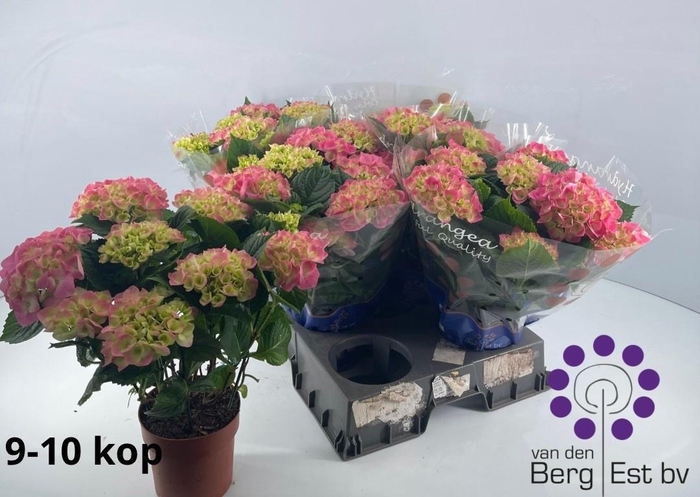 <h4>HYDR M SARENA</h4>