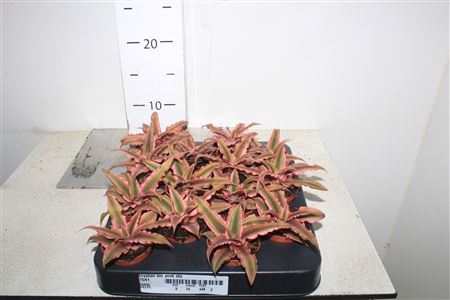 <h4>Cryptan Biv Pink Sta</h4>
