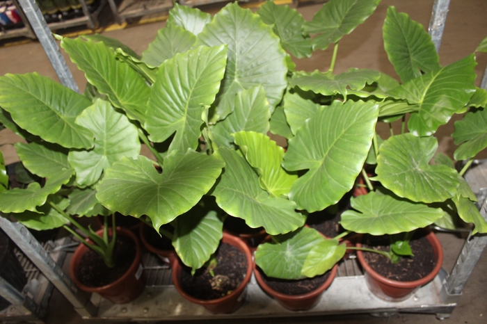 <h4>ALOCASIA MACRORRHIZOS P24</h4>