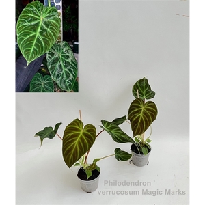 Philodendron verrucosum Magic Marks 7cm *NEW*