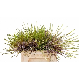 ALLIUM SCHUBERTII