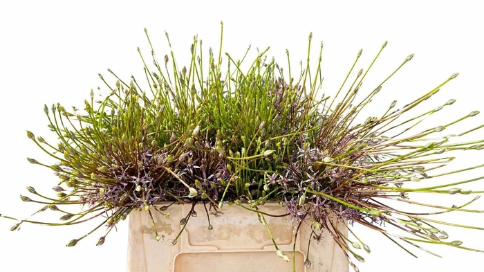 <h4>ALLIUM SCHUBERTII</h4>