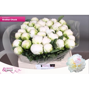 PAEO L BROTHER CHUCK