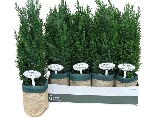 <h4>KERSTBOOM VERSIERD</h4>