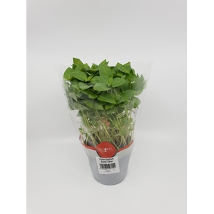 Basilicum Citroen P12