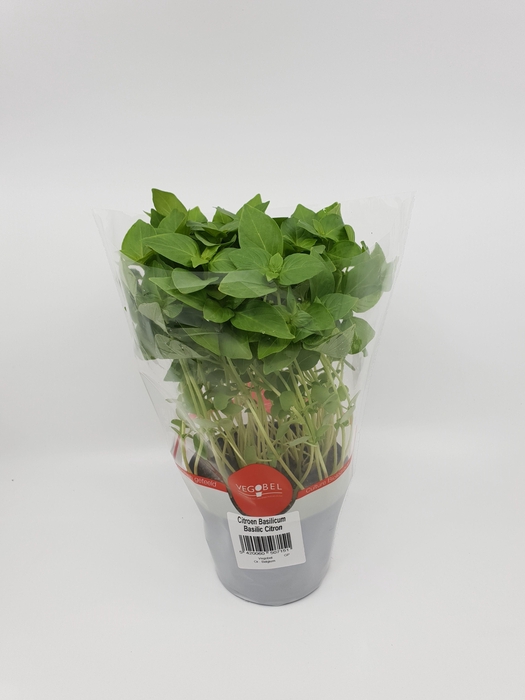 <h4>Basilicum Citroen P12</h4>