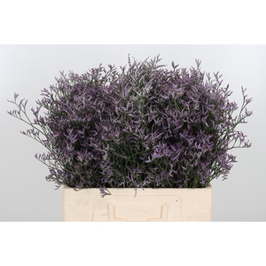 Limon Safora Lilac