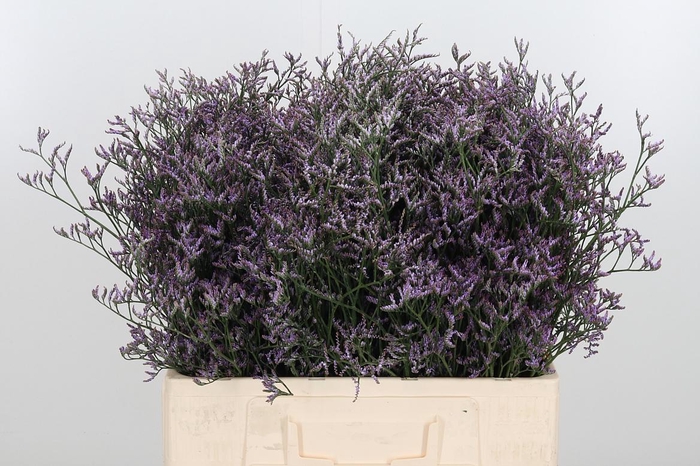 <h4>Limon Safora Lilac</h4>