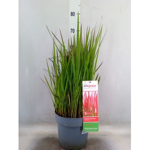 Imperata cylindrica 'Red Baron'