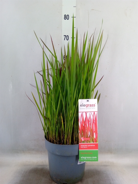 <h4>Imperata cylindrica 'Red Baron'</h4>