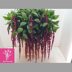 Amar Ca Red Cord