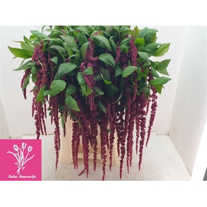 Amar Ca Red Cord