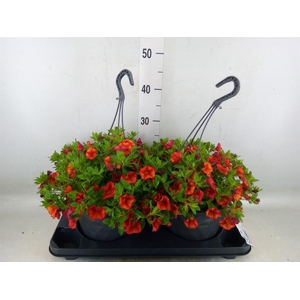 Calibrachoa   ...mix